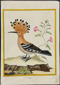 Buffon - Hoopoe. 52