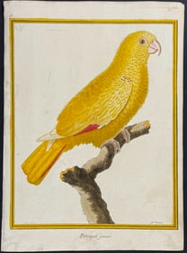 Buffon - Yellow Parrot. 13