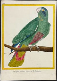 Buffon - Parrot. 548