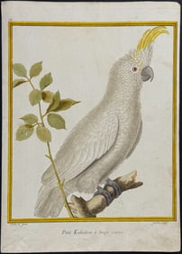 Buffon - Cockatoo. 14