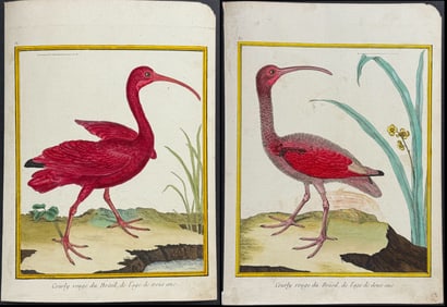 Buffon - Pair of Scarlet Ibis Engravings