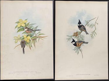 Gould - 6 Bird Lithographs