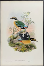 Gould - Bengal Pitta