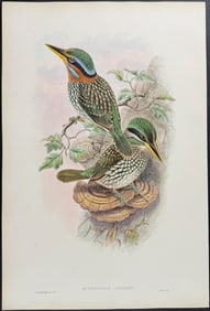 Gould - Lindsay's Kingfisher
