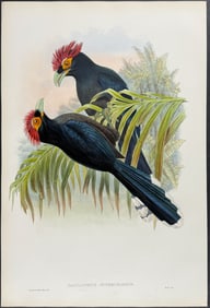 Gould - Hairy-browed Cuckoo