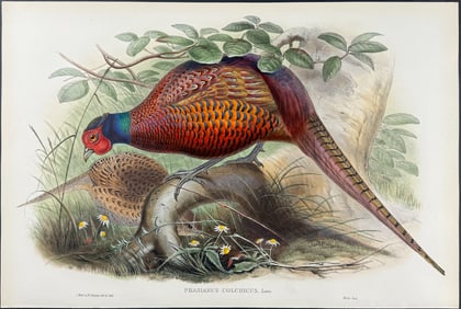 Gould - Common Pheasant