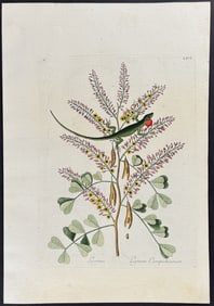 Catesby - Green Lizard of Jamaica with Logwood. 66