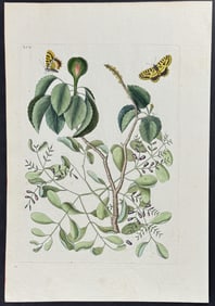 Catesby - Mancaneel Tree with two Butterflies. 95