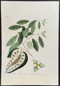 Catesby - Blue-Tailed Lizard with Cherimoya. 67
