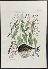 Catesby - Globe Fish with Black Torch & Red Milk-Pea. 28