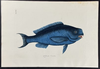 Catesby - Blue Fish. 18
