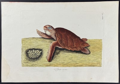 Catesby - Hawks Bill Turtle. 39