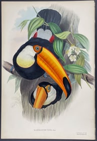Gould - Toco Toucan