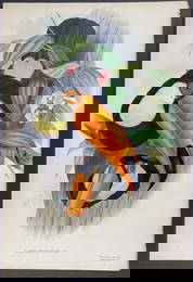 Gould - Toco Toucan