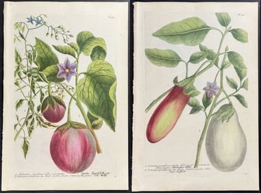 Weinmann - Pair of Eggplant Engravings