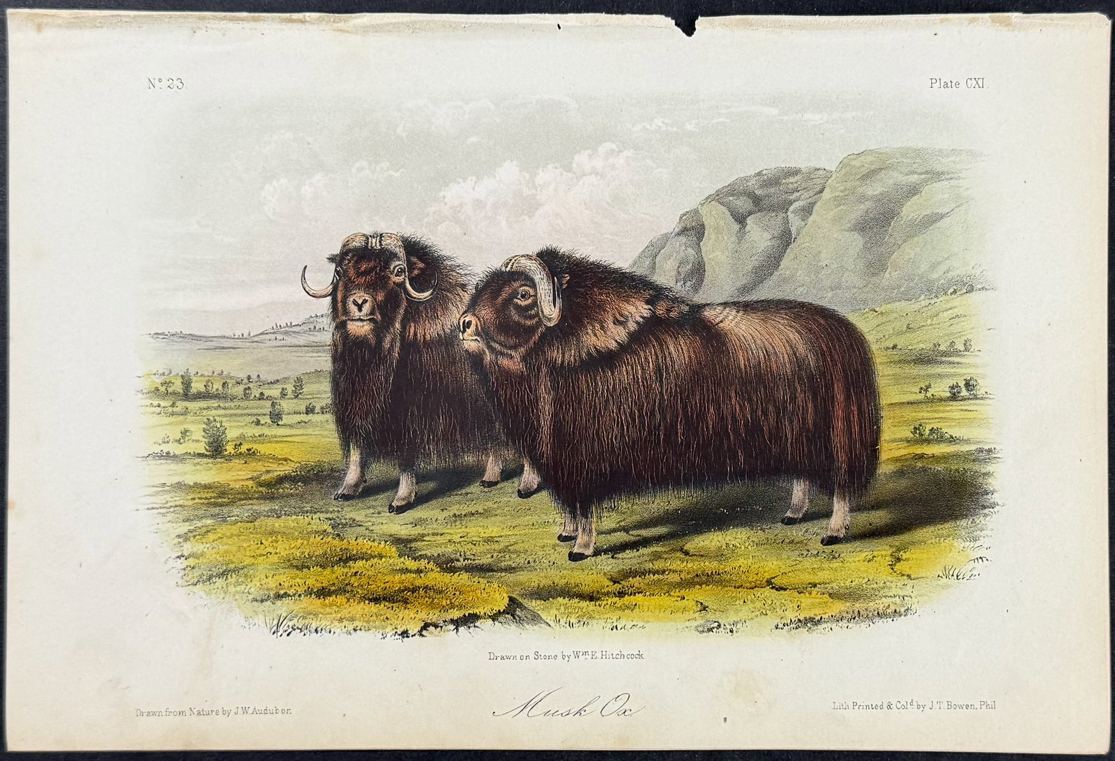 Audubon - Musk Ox. 111: This octavo lithograph is from John James Audubon's The Quadrupeds of North America. The work was published in New York between 1849 and 1854. Quadrupeds was Audubon's final great natural history work