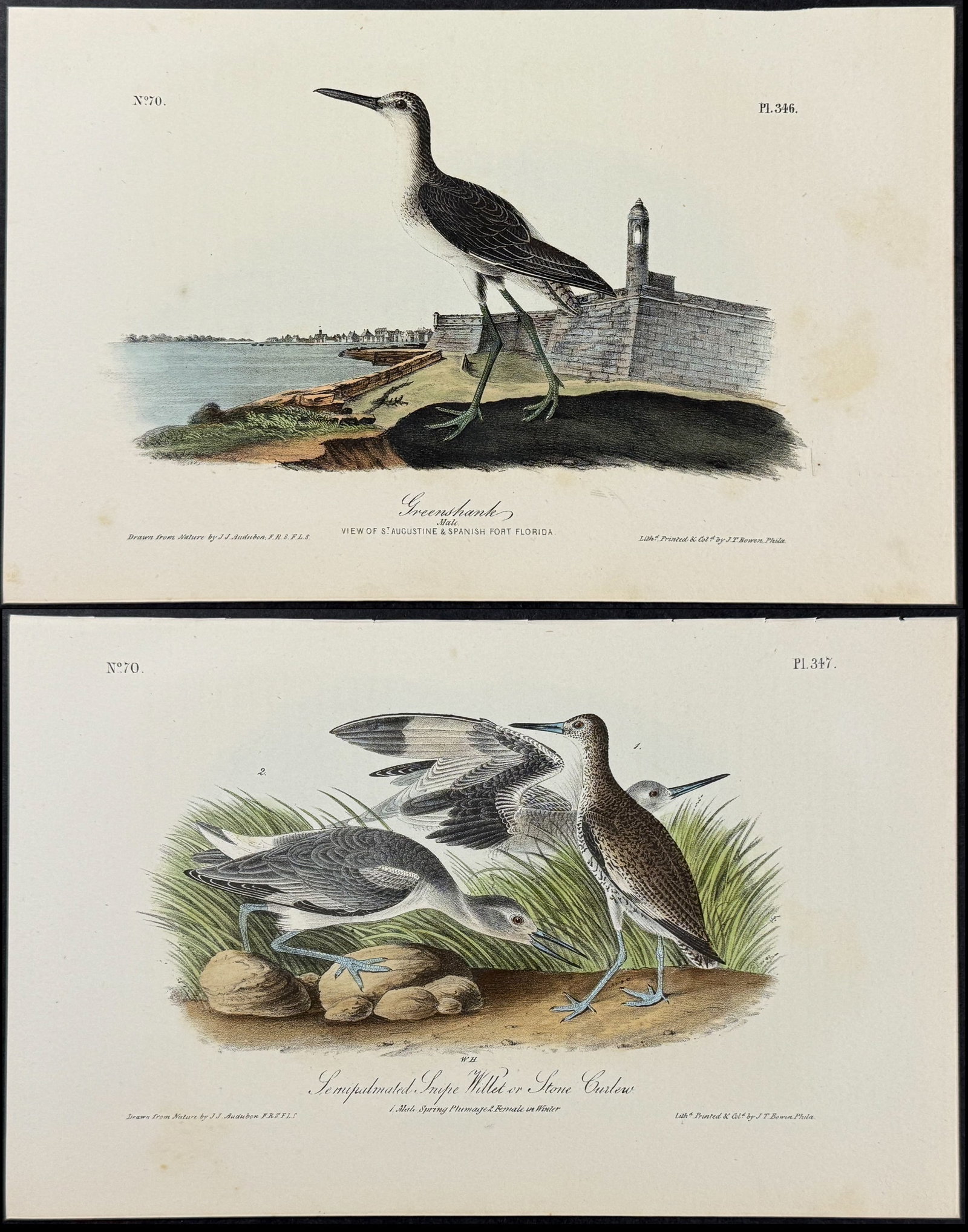 Audubon - 3 Shore Bird Lithographs (1 of 4)