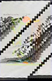 Seligmann after Catesby - Larger Red-crested Woodpecker. 34