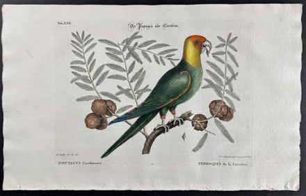Seligmann after Catesby - Parrot of Carolina. 22