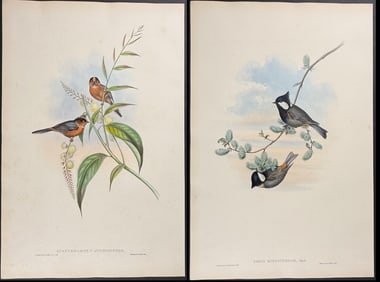 Gould - 6 Bird Litographs (Tit, Flower-pecker)