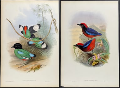 Gould - 3 Pitta Lithographs