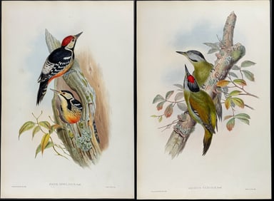 Gould - Pair of Formosan Woodpecker Lithographs
