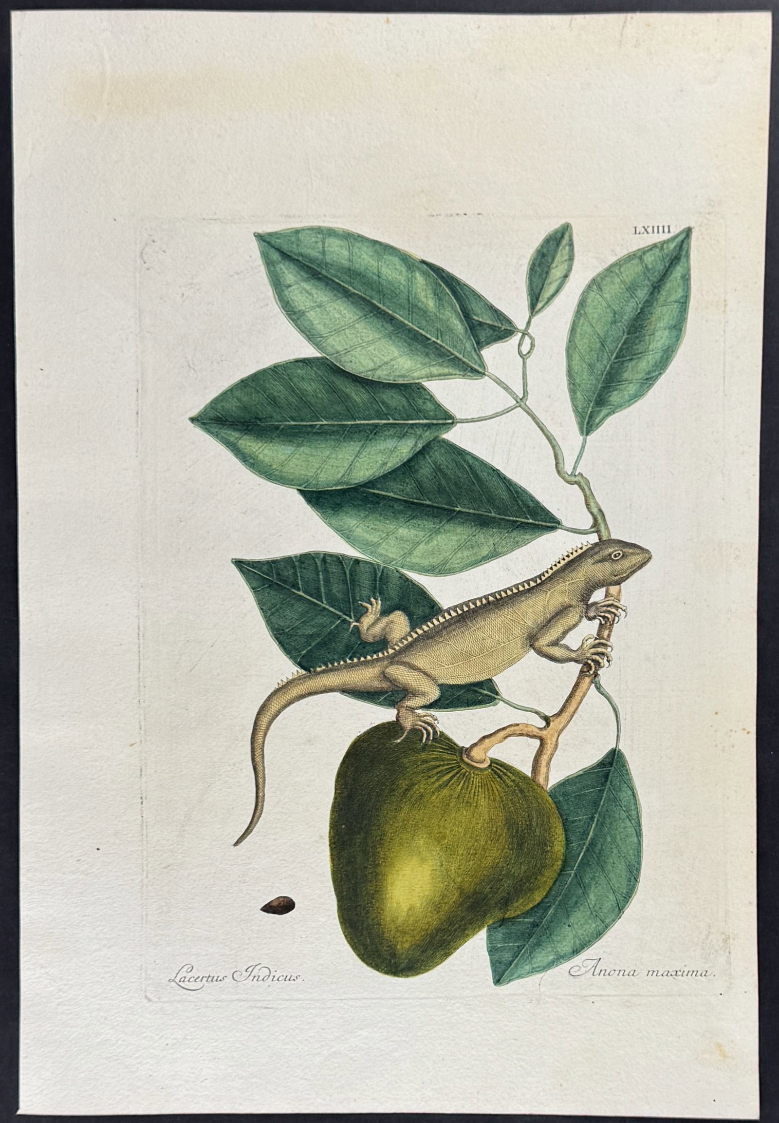 Catesby - Guana (Iguana) with Pond Apple. 64: This stunning, originally hand-colored engraving is from Mark Catesby's Piscium Serpentum Insectorum aliorumque nonnullorum animalium nec non plantarum quarundam imagines quas Marcus Catesby in poster