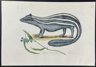 Catesby - Pole Cat (Striped Skunk) with Day Flower. 62