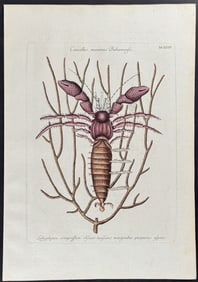 Catesby - Sea Hermit Crab with Gorgonian. 34