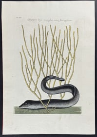 Catesby - Black Muray (Eel) with Yellow Coral. 21
