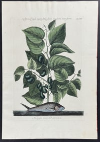 Catesby - Pilchard with Ti-Ti. 24