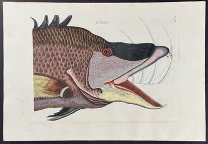 Catesby - Great Hog Fish (Head). 15
