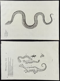 Aldrovandi - 3 Pages with Snakes or Serpents, and Quadruped Monstrosity