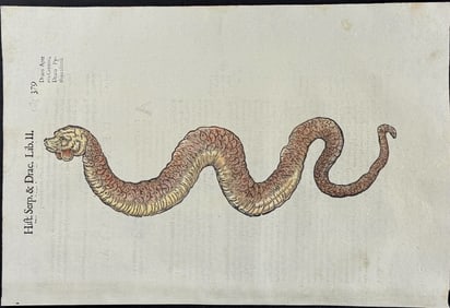 Aldrovandi - Serpent or Snake