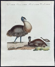 Bertuch, Australia - Emu. 77