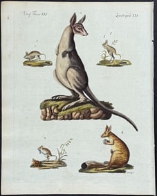 Bertuch, Australia - Kangaroo. 21
