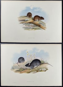 Gould, Australia - 6 Rat Lithographs