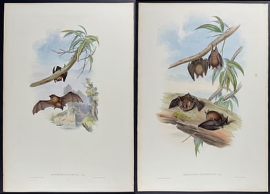 Gould, Australia - 4 Bat Lithographs