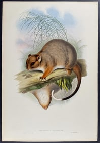 Gould, Australia - Woolly Phalanger