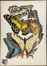 Seguy - Butterfly or Moth Pochoir. 9