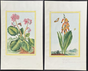 Buchoz - 4 Flower & Insect Engravings