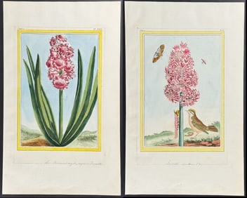 Buchoz - Pair of Hyacinth & Insect Engravings