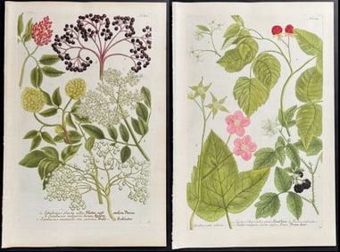 Weinmann - 4 Botanical Engravings (Sambucus, Rubus, Rubia)