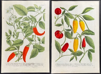 Weinmann - 4 Tomato & Pepper Engravings