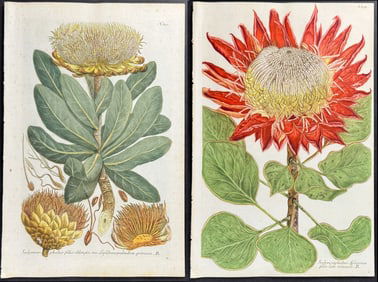 Weinmann - Pair of Scolymocephalus Engravings