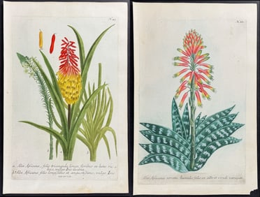 Weinmann - 4 African Aloe Engravings