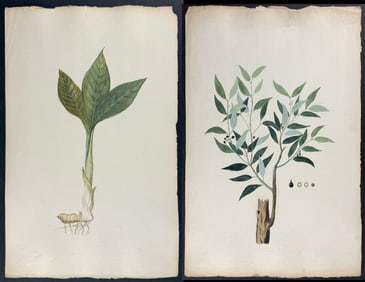 4 Original Watercolors of Tropical Plants