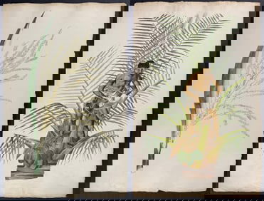 3 Original Watercolors of Tropical Plants