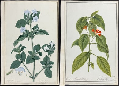 4 Original Watercolors of Petunia & Monkeyflower (Ruellia & Mimulus) after Knapp, Ledelmaier, &