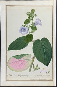 Original Watercolor of Gloxinia slaculata after Ledel for Ehret (according to Linnaeus system)